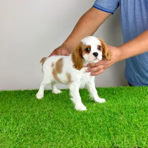 Cavalier King Charles Spaniel - Zinka