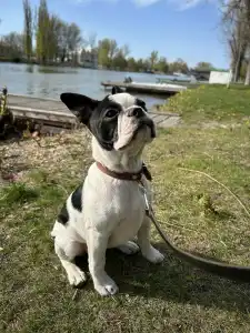 Boston Terrier - Babett