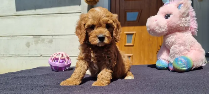 Cavapoo - Enzó