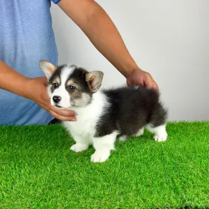 Welsh Corgi Pembroke - Benetton