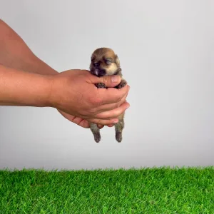 German Pomeranian Spitz - Comet