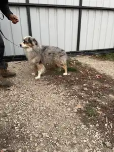 Miniatur amerikanischer Schäferhund - Wilson