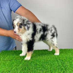 Australian Shepherd - Tamy