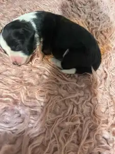 Border Collie - Fekete Szuka