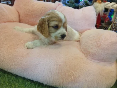 Angol Cocker spániel - Eva