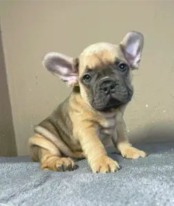 French Bulldog - Caroline