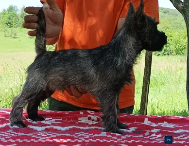 Cairn Terrier - Giny