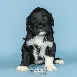 Portuguese Water Dog - Kawasaki Do Veleiro Nagual