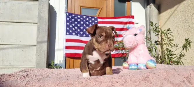 American Bully - Exotic - Csoki