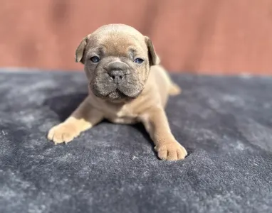 Francouzský buldoček - Johnny