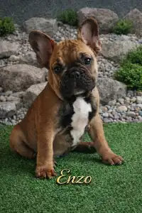 French Bulldog - Enzo
