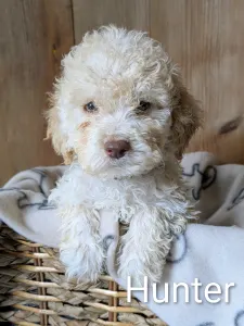 Chien d'eau romagnol - Ürömi Szarvasgombász Hunter