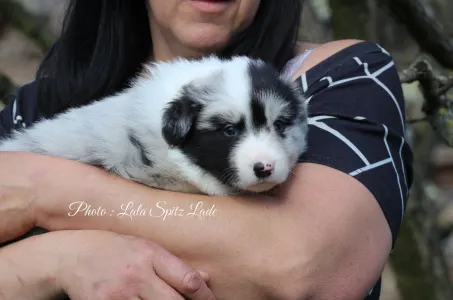 Border Collie - Starry-eyed Shepherd Darwin.