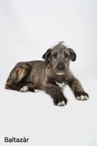 Irischer Wolfshund - Baltazár