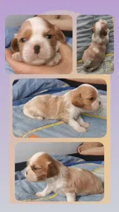 Cavalier King Charles spániel - Glenn