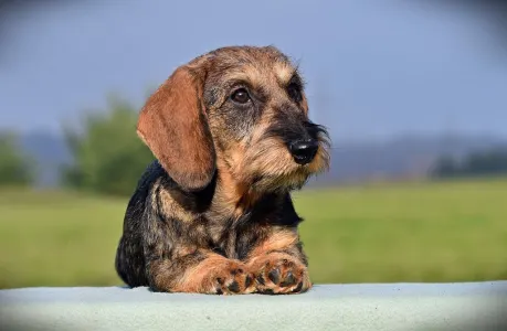 Tacskó - Pearls Of Seven Hills Becky