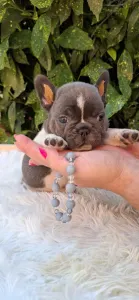 Bouledogue français - Dáriusz 