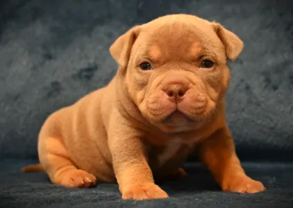 Amerikai Bully - Pocket - Minnie