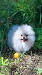 Pomeranian - Monty