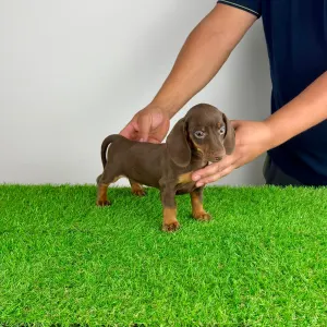 Dachshund - Chubby