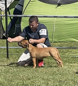 Amerikai staffordshire terrier - Unique Blood Daisy