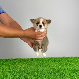 Corgi galez Pembroke - Spike
