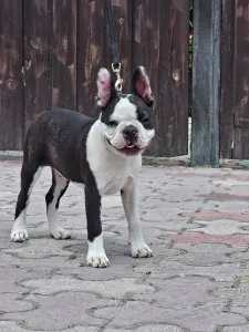 Boston Terrier - Victorias Grande Enzo