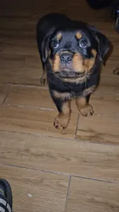 Rotvajler - Aria Ranch Rottweilers