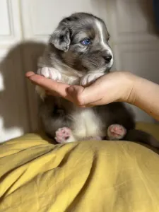 Ausztrál juhászkutya - Budnat Aussies Golden Greys Silver Glimmer