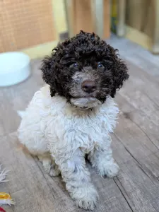 Lagotto Romagnolo - Ürömi Szarvasgombász Ignazio