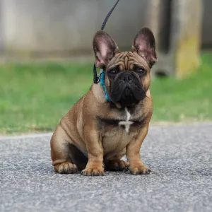 Francia bulldog - Hajósbulldy Milkman