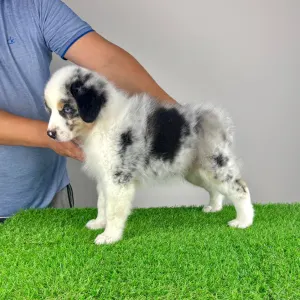 Australian Shepherd - Talizman