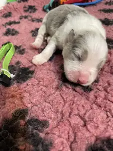 Border Collie - Zöld Nyakörv/ Slate Merle Szuka