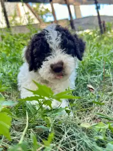 Lagotto Romagnolo - Big Nose Kate