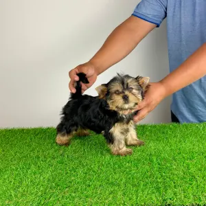 Yorkshire Terrier - Wollja