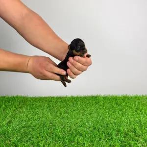 Yorkshire Terrier - Paws