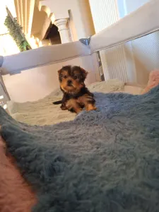 Yorkshire Terrier - Yorkshire Toy M