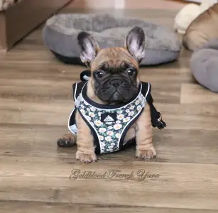 Buldog francuski - Yara