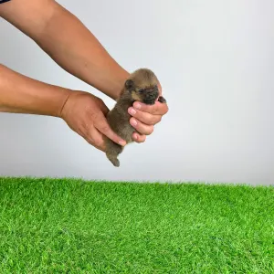 Pomeranian - Tompson
