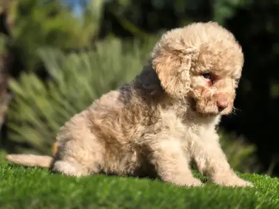 Cavapoo - Mia