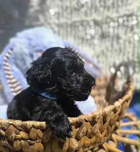 Terrier Kerry Blue - Badacsonyalja Dream Blue Legend – Kerry Blue Terrier Kan Kölyök