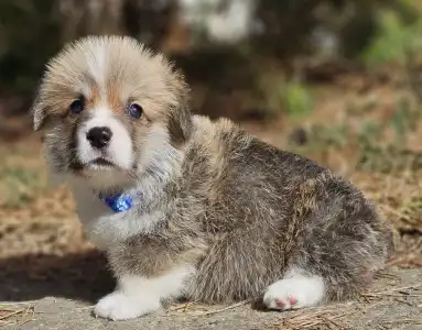Pembroke Welsh Corgi - Thomas