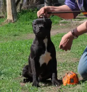 Staffordshire Bull Terrier - Dailos Deal Me In