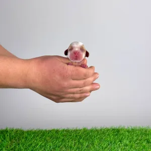 Кавалер кинг-чарльз-спаниель - Hestia 