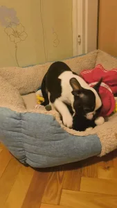 Terrier de Boston - Kabala