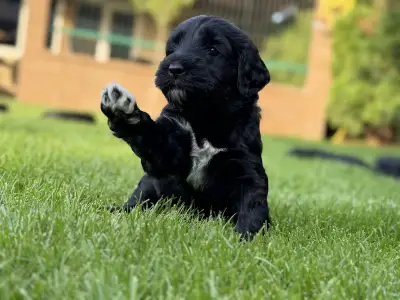 Caine de apa portughez - Bodie