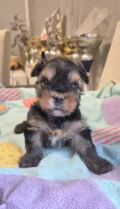 Yorkshire Terrier - Gomez Addams Of Midsummer Nights Miracle 