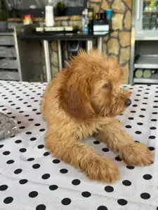 Maltipoo - Barack