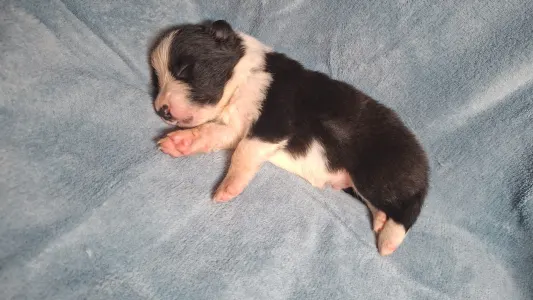 Border Collie - Dazzling Borders