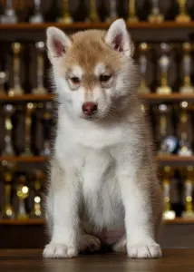 Szibériai husky - Pink